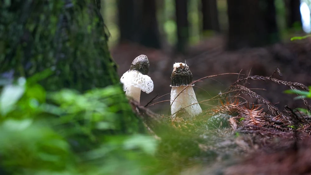 Nove sirovine | Dvostruki bonus za početak nove godine! Landivine's Dictyophora rubrovolvata uspješno registrovan! 