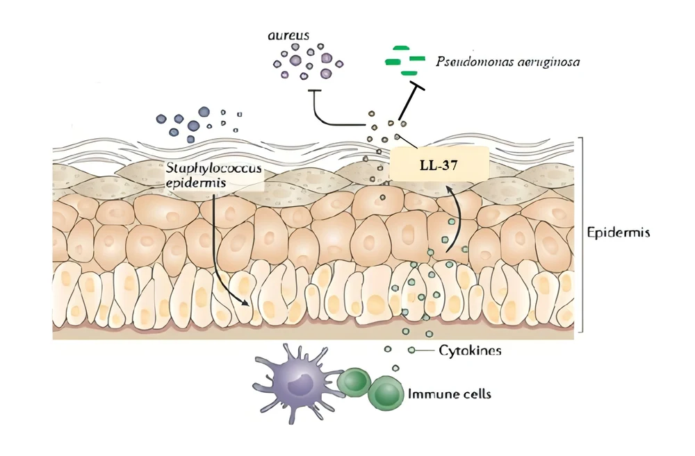 Mobius8™ Qingzhi Lanhua: microbiome + anti-glycation dual pathways، ان لاڪ ڪندي سائنسي اينٽي ايجنگ جو نئون ڪوڊ